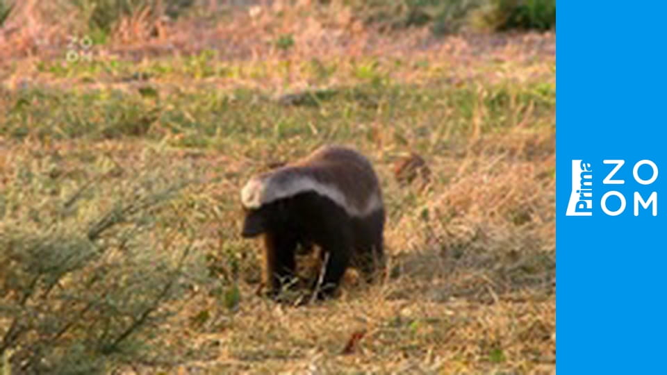 Největší zabijáci Afriky S6E3 - Malí, ale smrtící