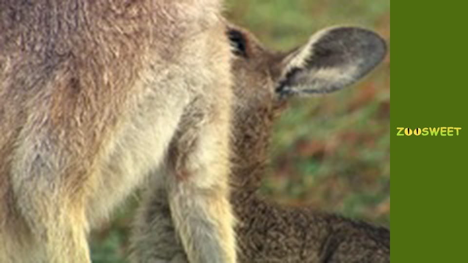 Моі друзі тварини. Малюки - серія 15