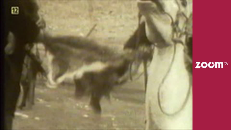 Wojciech Cejrowski - boso przez świat S1E48 - Mongolia, 1958