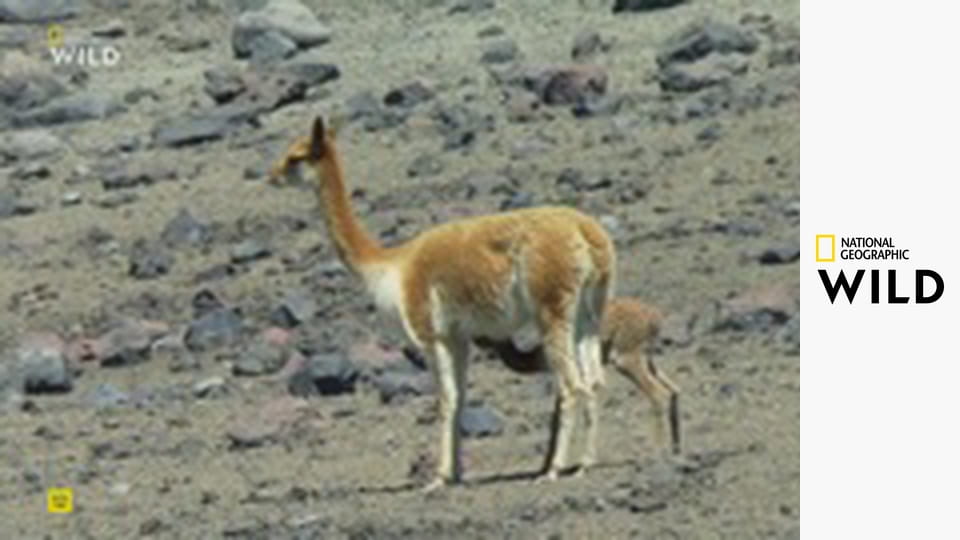 Tajemství rovníkové divočiny S1E5 - Tajní obyvatelé And