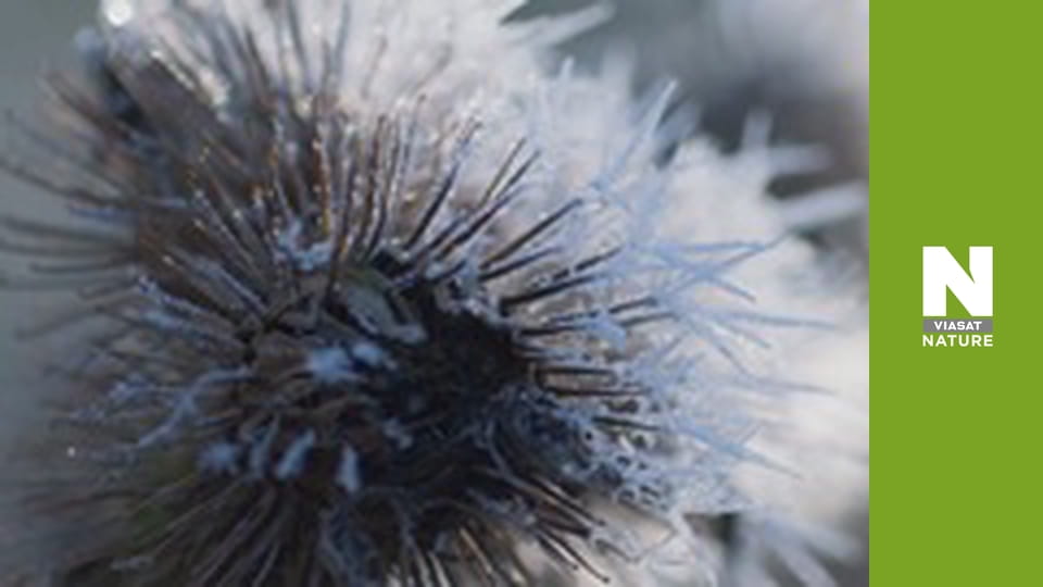 Дика Бельгія - Небесні самоцвіти