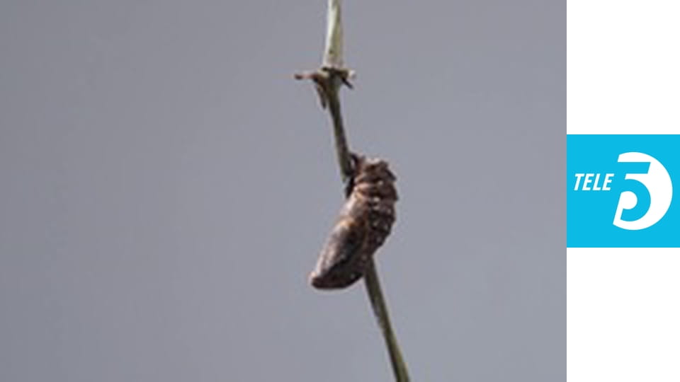 Sekrety zwierząt E16