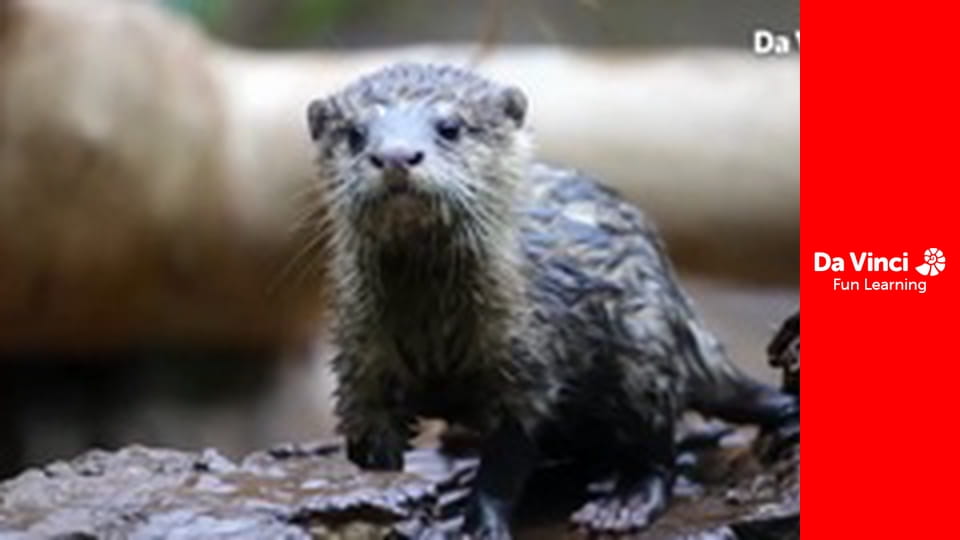 Посольство животных - Панда и ара