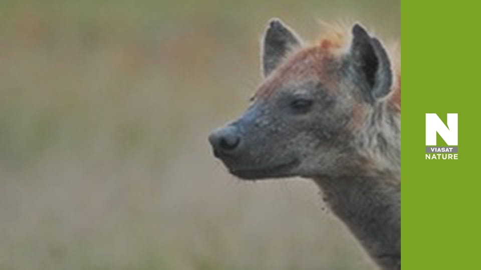 Леви та гієни