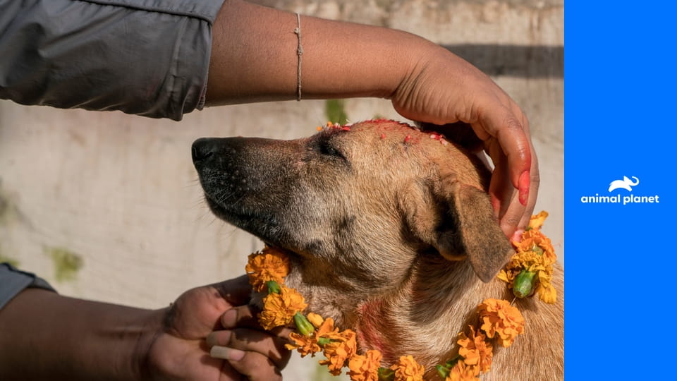 Собаки: Нерассказанная История S1E2