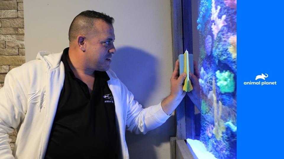 Аквариумный бизнес S7E11 - Аквариум для "Сан-Франциско Джайентс"