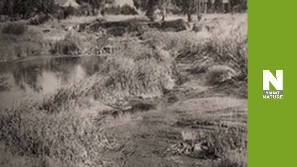 Lost Beasts: Unearthed - Secrets of the Sabre-Toothed Tiger