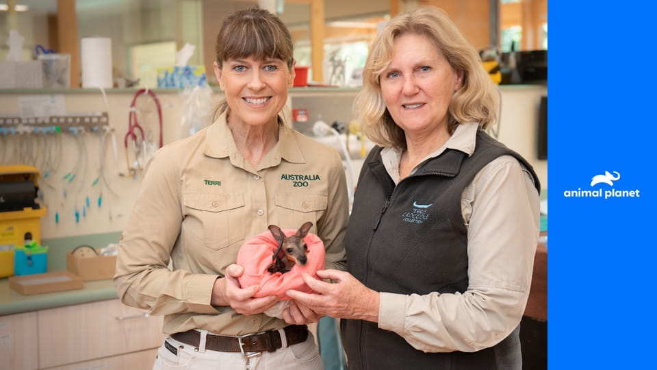 Зоопарк Ирвинов S3E11 - Неугомонная Бинди