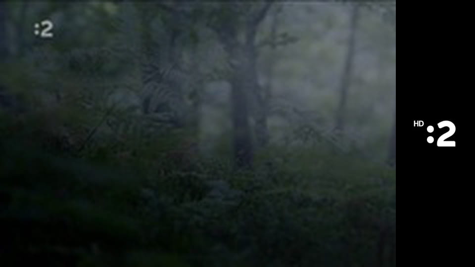 Byť tak zvieratkom E4 - Líška