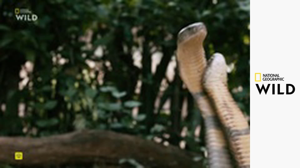 Lovci z divočiny S1E3 - Hadi