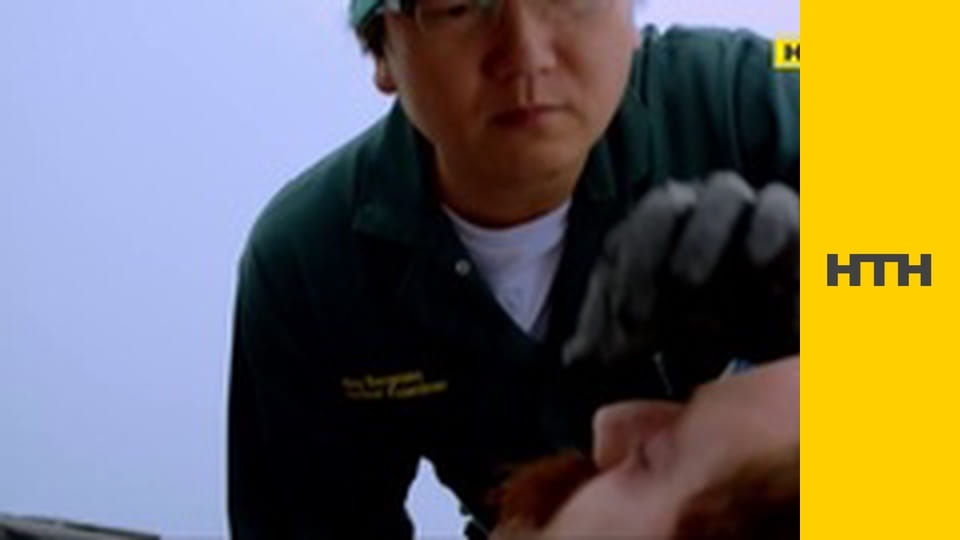 Т/с "Гавайи 5.0", 5 сезон, 9 и 10 с.