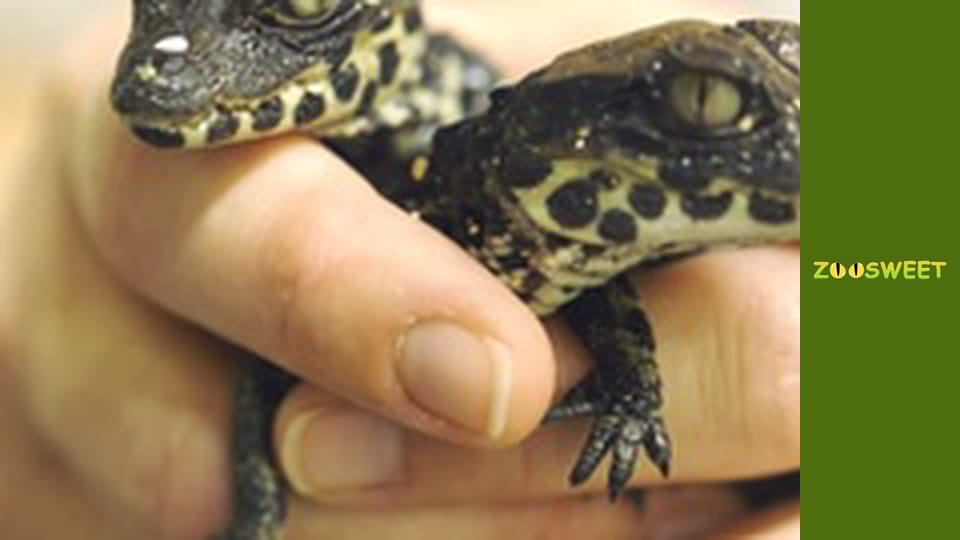 Дикий світ Сан-Дієго - серія 17