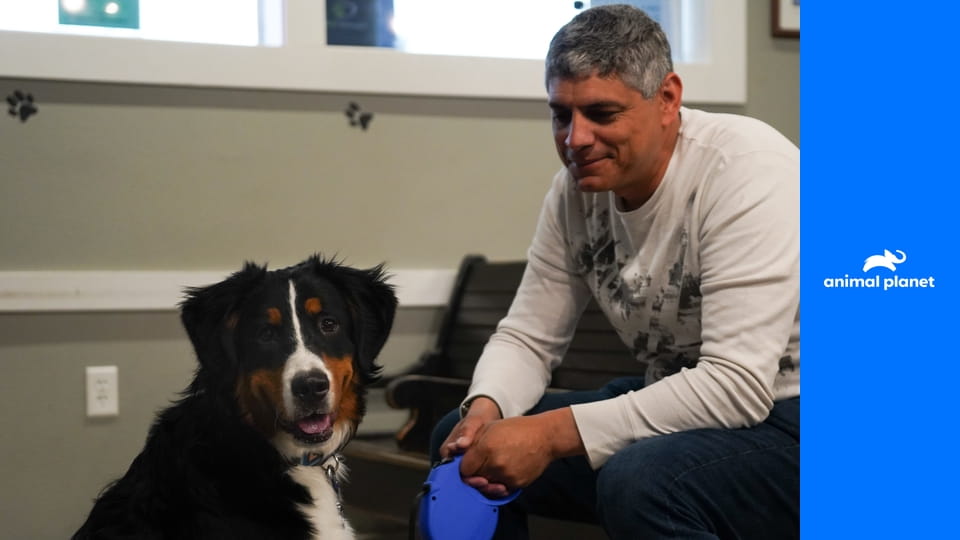 Доктор Джефф. Ветеринар Рокки Маунтин S6E9 - Новый папа для сфинкса