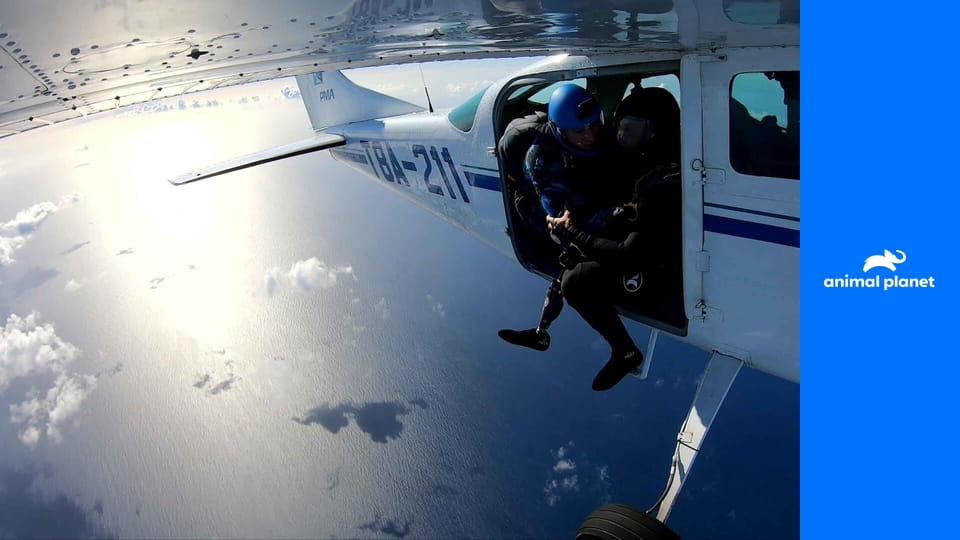 Акулокрушение: аварийная посадка