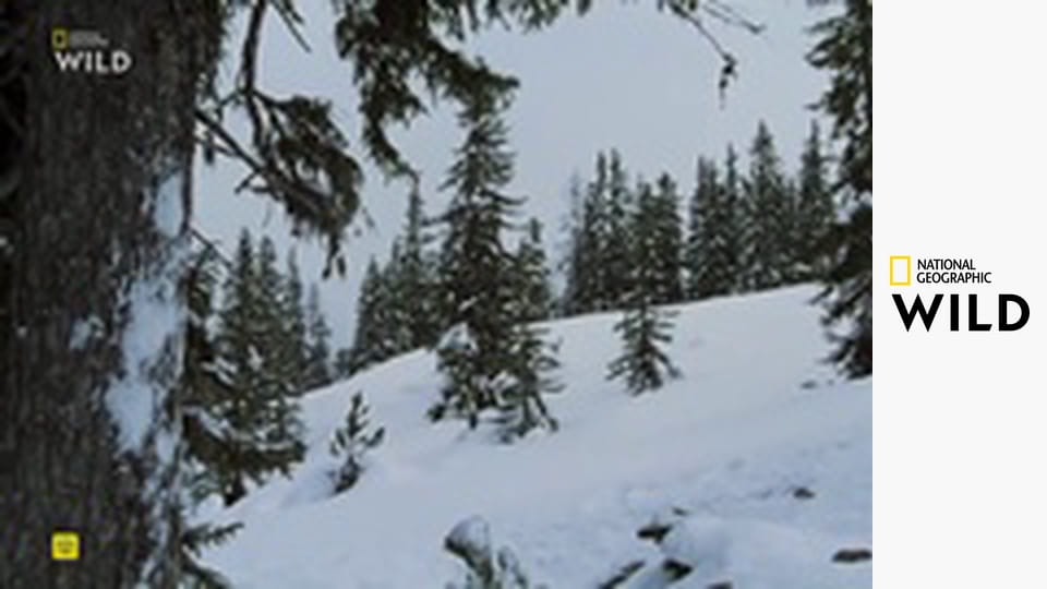 Nová divočina Evropy S1E6 - V zemi sněhu a ledu