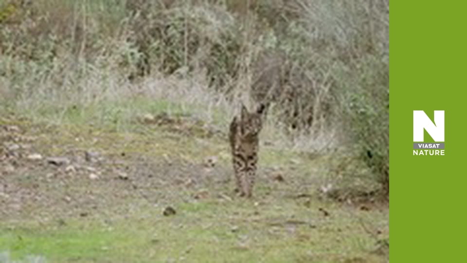 Wild Fighters - The Fight For Territory