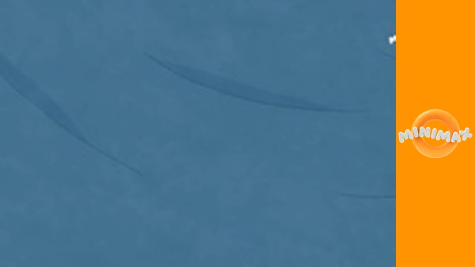 Molly z Denali S1E24 - Vítej doma, Balto/Sněhová blokáda