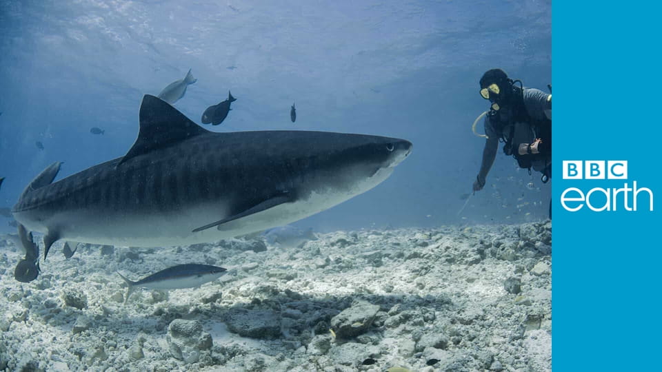 Deadly Mission Shark S1E5 - Southern Stingrays