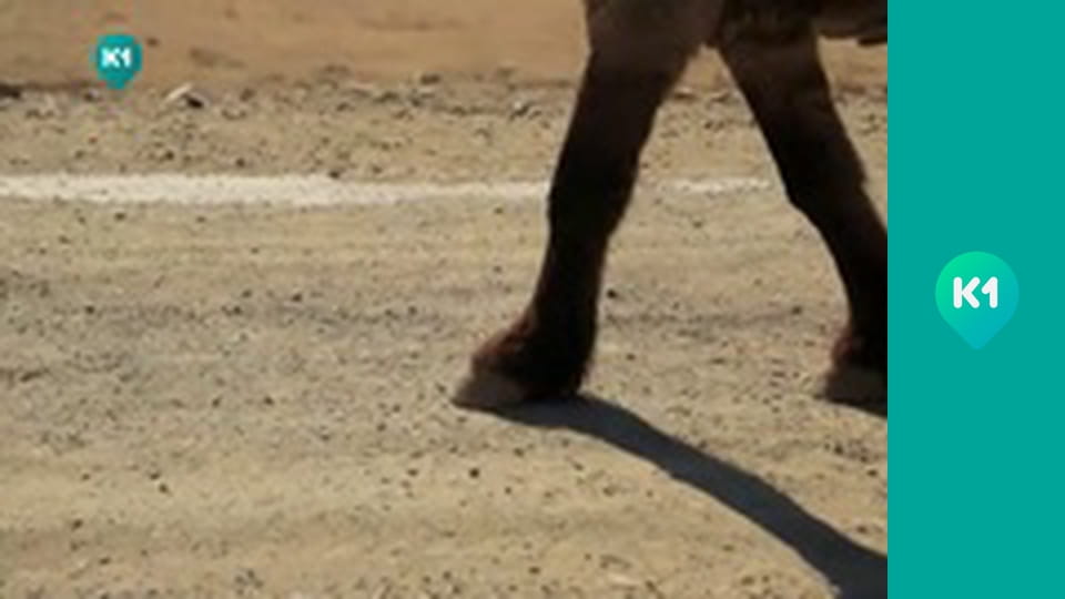 "Орел і Решка. Дайджест".