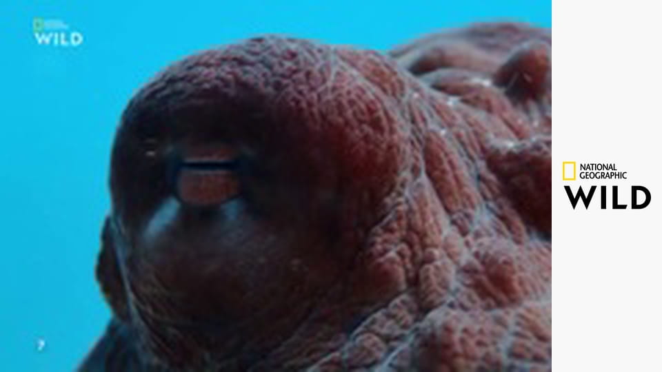 Tajemství chobotnic S1E1 - Mimikry