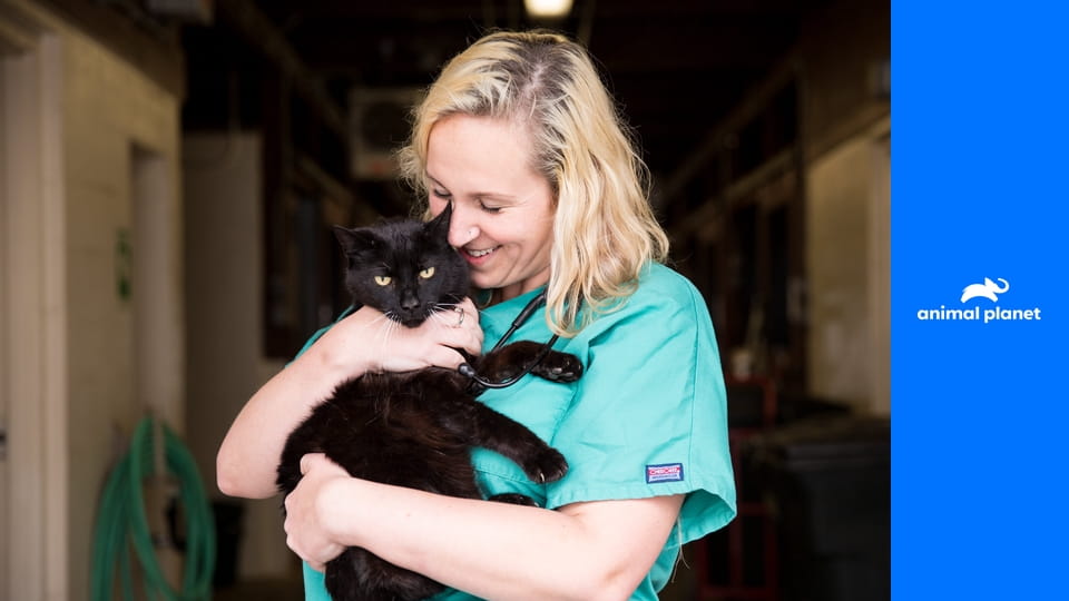 Стать ветеринаром S1E6 - Финальная гонка