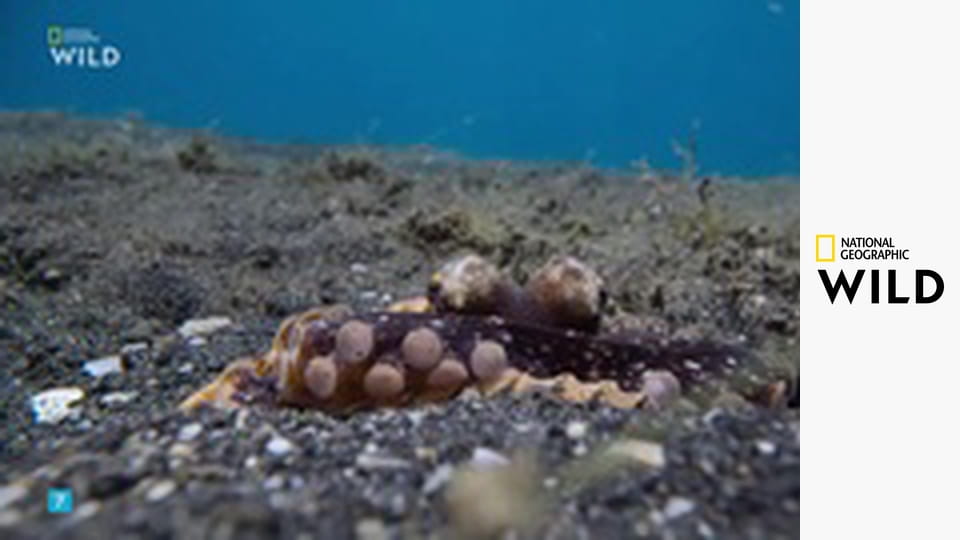 Tajemství chobotnic S1E2 - Myslitelé