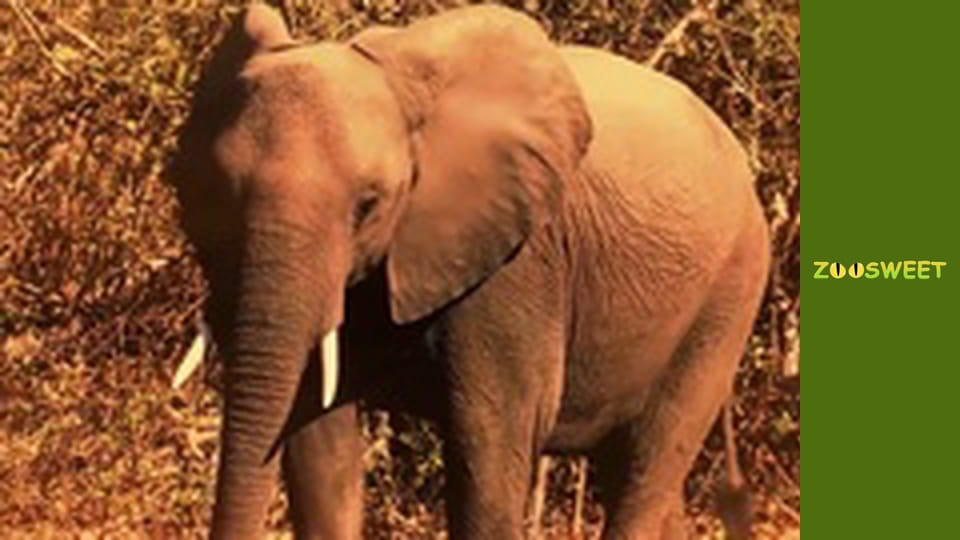 Дике життя, Сезон 1, Випуск 7