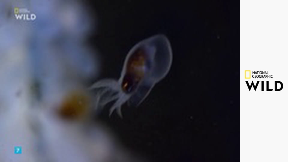 Tajemství chobotnic S1E3 - Společenské vazby