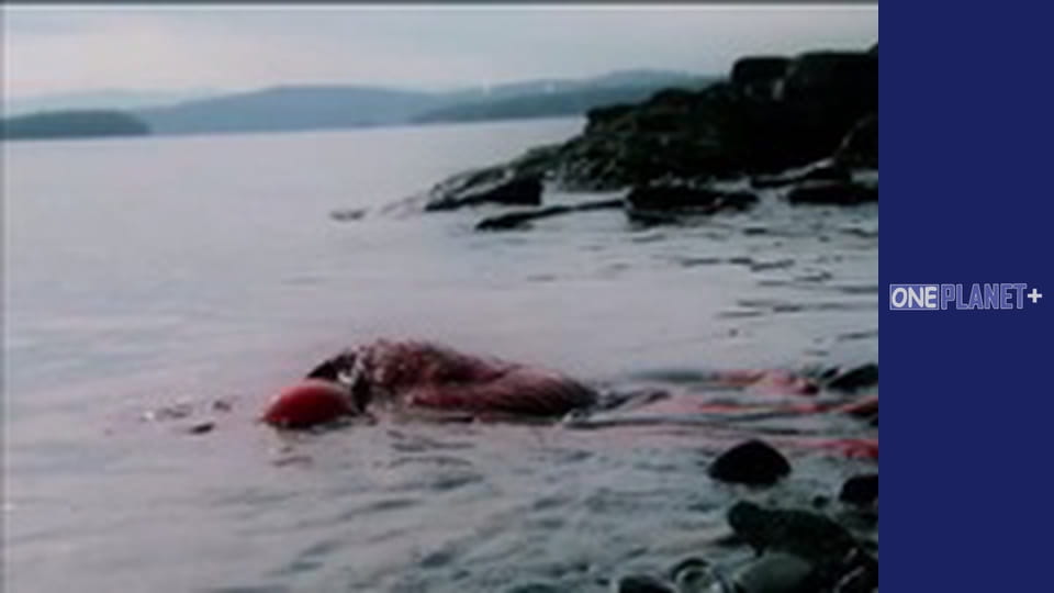 У пошуках знань. - серия 18