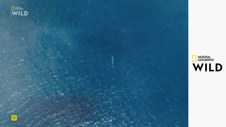 Klenoty evropské divočiny S1E1 - Jeden kontinent, pět světů