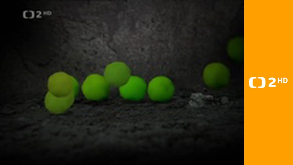 Nedej se - Občanské noviny – Stvoření pod ochranou