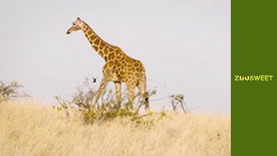 Прогулянки Дикою природою Сан-Дієго - серія 16