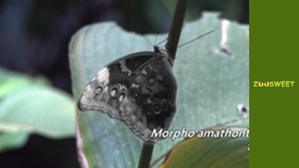 Моі улюбленці - серія 1