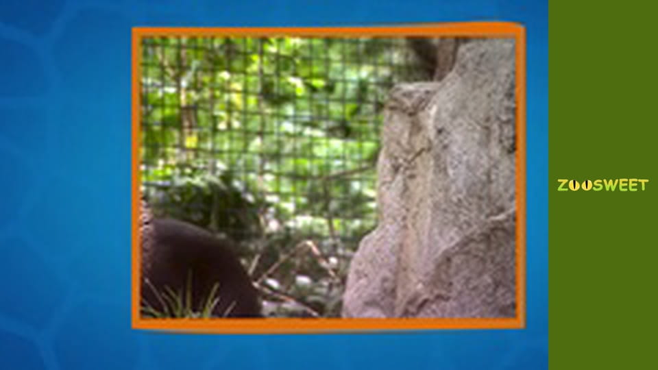 Дикі тварини Сан-Дієго - серія 12