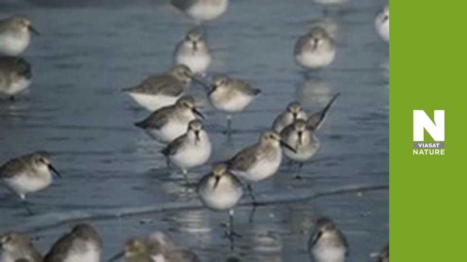 Дика Бельгія - Життя у тіні