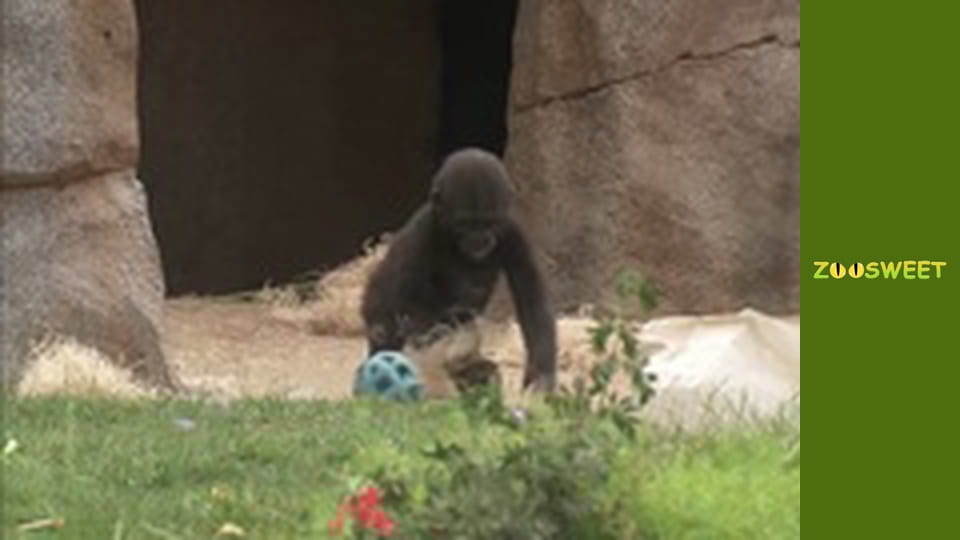 Прогулянки Дикою природою Сан-Дієго - серія 15