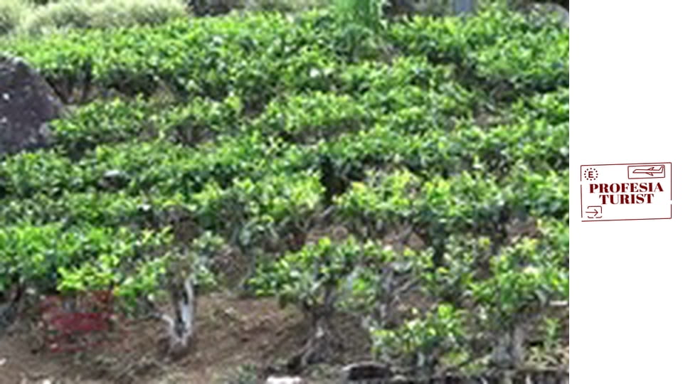 Чаена плантация в Шри Ланка