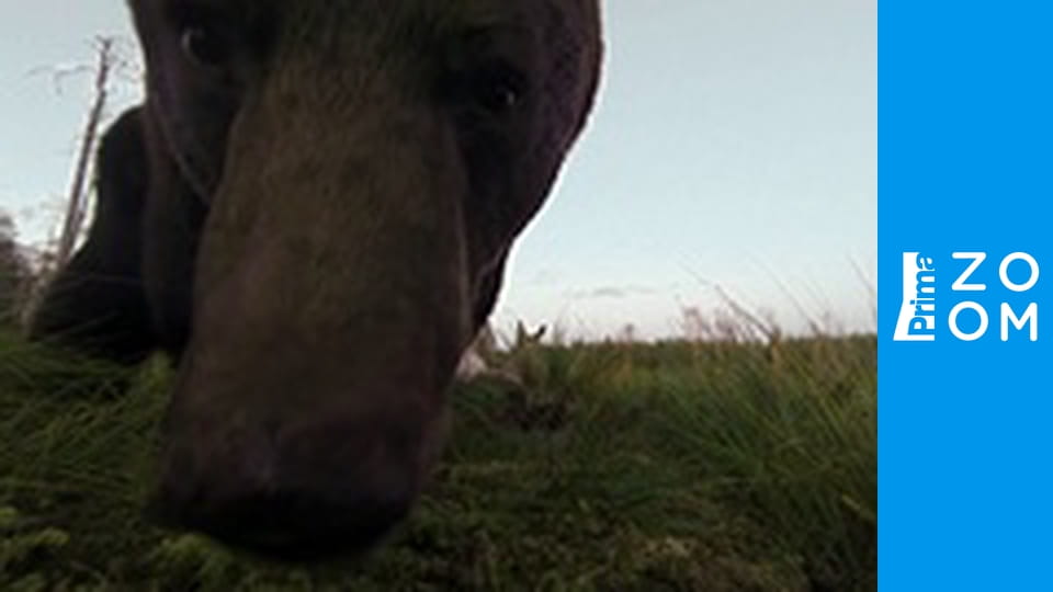 Zvířecí obři Evropy