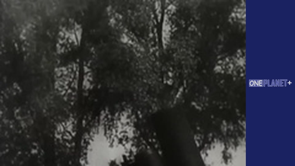 Секретно. Друга світова. - серия 2