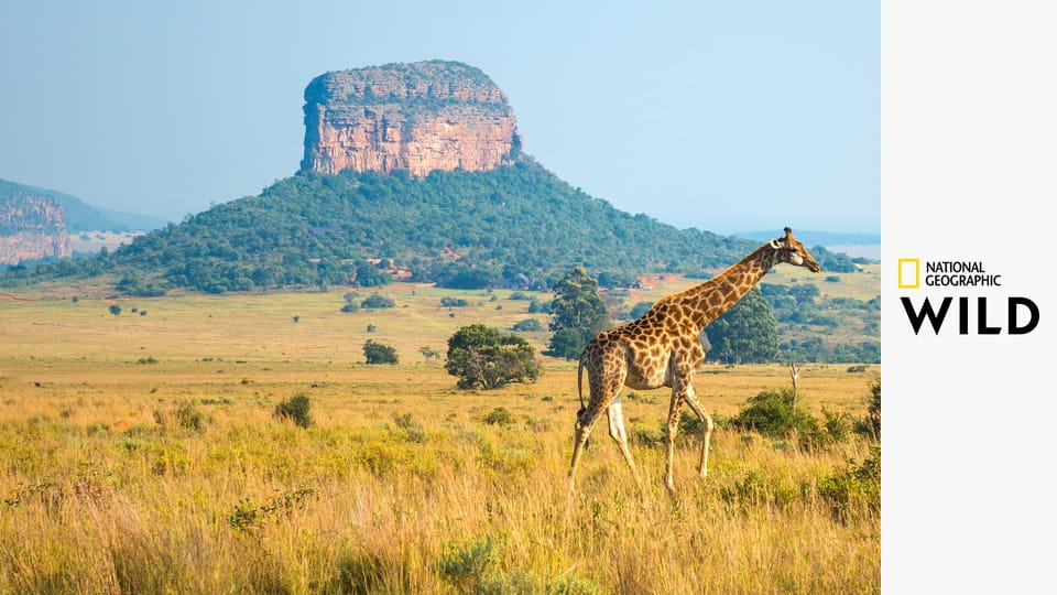 Невероятные путешествия животных S1E5