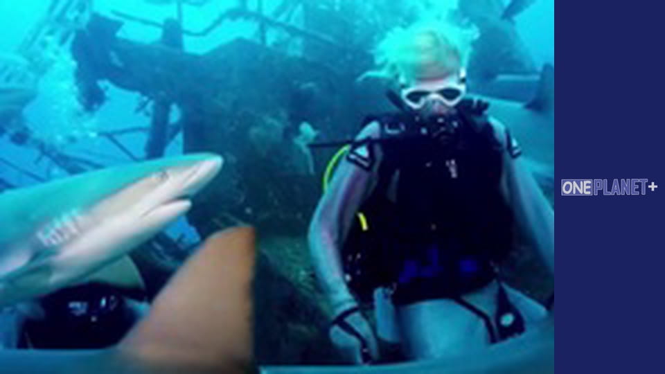 Стоит побывать. - cерия 13