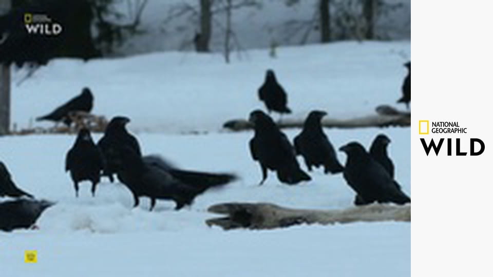 Lovci z divočiny S1E5 - Medvědi