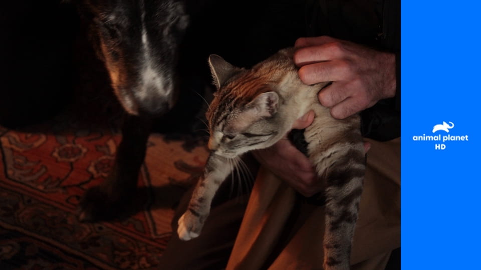 Снимите кошку с дерева S1E7 - Застрявший в изгороди