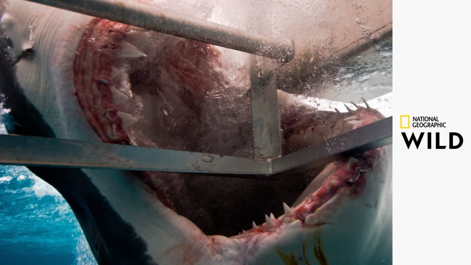 Животные без правил S1E2 - Шок и трепет