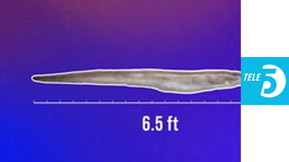 Sekrety zwierząt E25