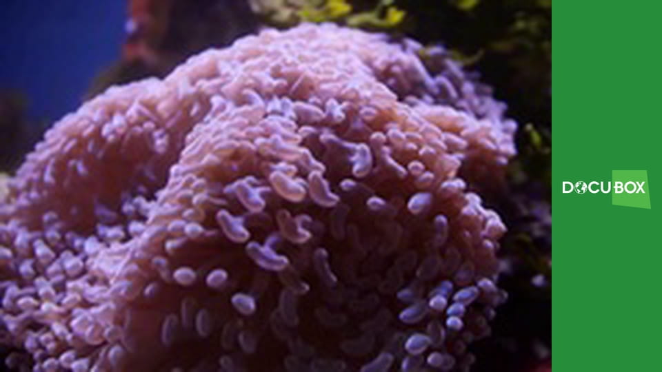 Zwierzęca ambasada S1E8