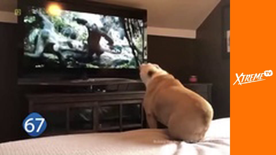 77 TV E5 - Przypadki zwierząt w nietypowych sytuacjach