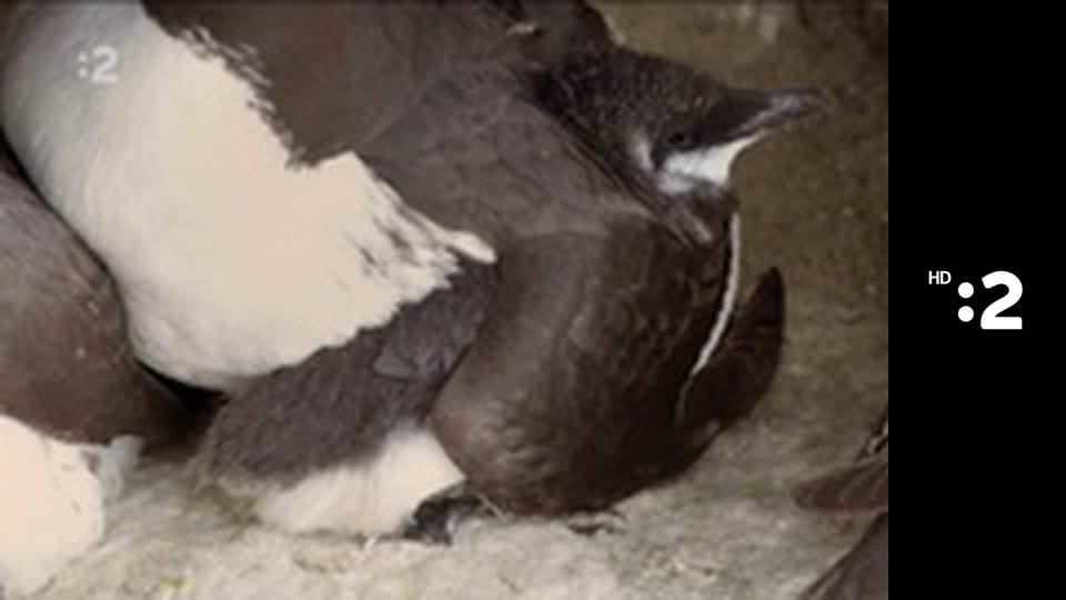 Byť tak zvieratkom E28 - Vráskavec