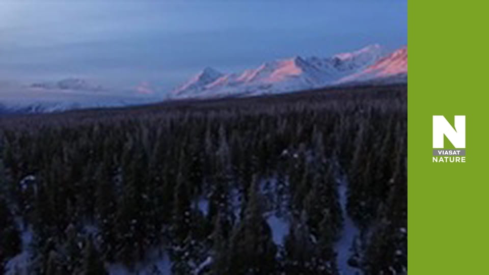Wild Canada - Spring