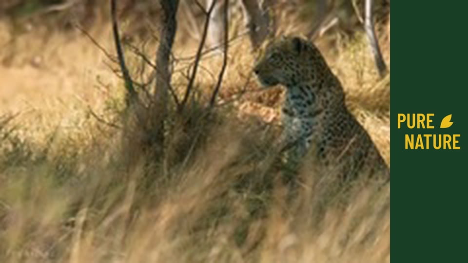 African wildlife: Leopards & Cheetahs - Big Cats of Africa